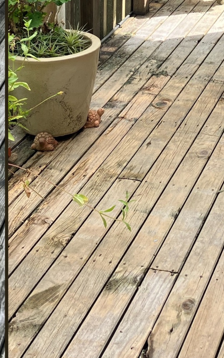 The same deck after cleaning: pale, even timber with the grain showing